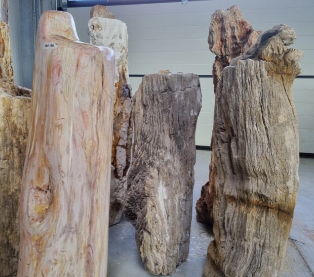 Versteinertes Holz